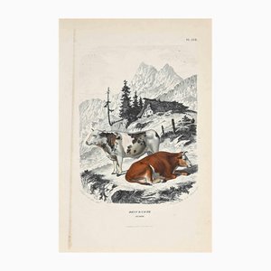 Paul Gervais, The Cows, Original Lithograph, 1854-ZCI-1164715