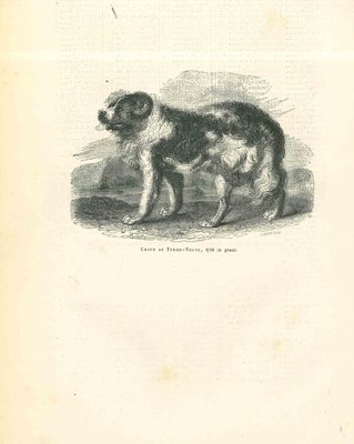 Paul Gervais, The Dog, 1854, Lithograph-ZCI-1165489