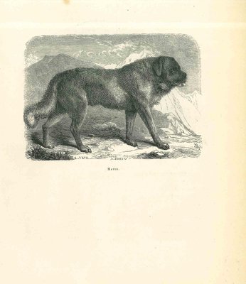 Paul Gervais, The Dog, Lithograph, 1854-ZCI-1165544