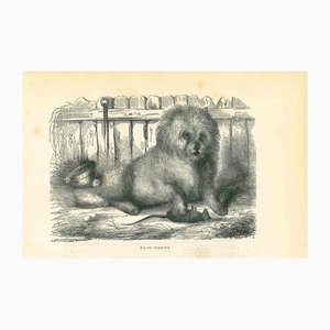 Paul Gervais, The Dog, Lithograph, 1854-ZCI-1165545