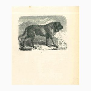 Paul Gervais, The Dog, Lithograph, 1854-ZCI-1165544