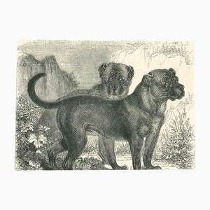 Paul Gervais, The Dogs, 1854, Lithograph-ZCI-1165517