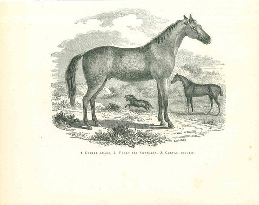 Paul Gervais, The Horse, Original Lithograph, 1854-ZCI-1216713