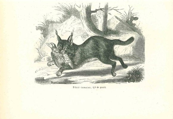 Paul Gervais, The Hunting Cat, 1854, Lithograph-ZCI-1165329