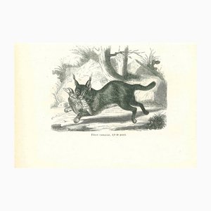 Paul Gervais, The Hunting Cat, 1854, Lithograph-ZCI-1165329