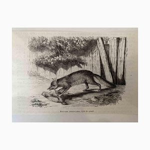 Paul Gervais, The Hunting Fox, Lithograph, 1854-ZCI-2029687