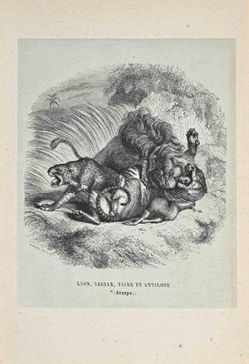 Paul Gervais, The Lion, Jaguar, Tiger, Lithograph, 1854-ZCI-1164662