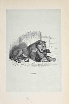 Paul Gervais, The Lion, Original Lithograph, 1854-ZCI-1164646