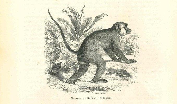 Paul Gervais, The Monkey, 1854, Lithograph-ZCI-1165571