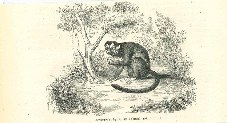 Paul Gervais, The Monkey, 1854, Lithograph-ZCI-1165402