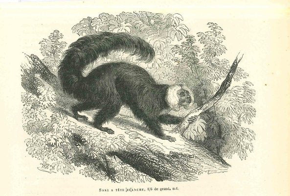 Paul Gervais, The Monkey, 1854, Lithograph-ZCI-1165397