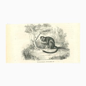 Paul Gervais, The Monkey, 1854, Lithograph-ZCI-1165402