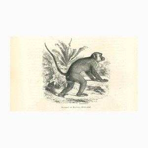 Paul Gervais, The Monkey, 1854, Lithograph-ZCI-1165571