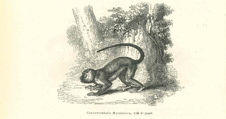 Paul Gervais, The Monkey, Lithograph, 1854-ZCI-1758921