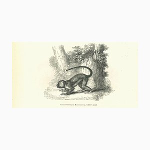 Paul Gervais, The Monkey, Lithograph, 1854-ZCI-1758921