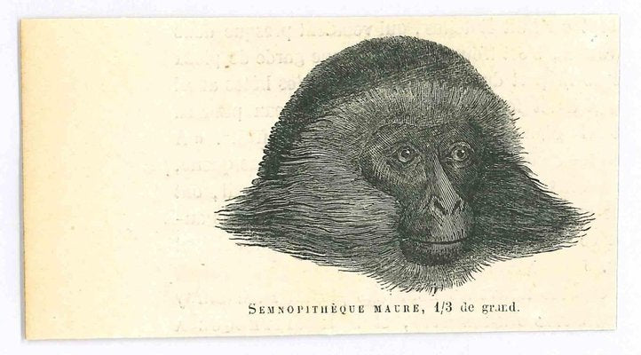 Paul Gervais, The Monkey, Original Lithograph, 1854-ZCI-2029670