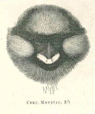 Paul Gervais, The Monkey, Original Lithograph, 1854-ZCI-2029669