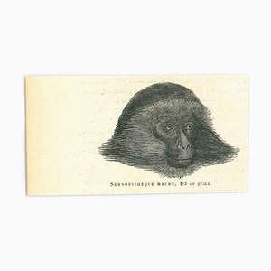 Paul Gervais, The Monkey, Original Lithograph, 1854-ZCI-2029670