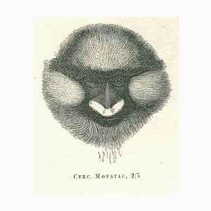 Paul Gervais, The Monkey, Original Lithograph, 1854-ZCI-2029669