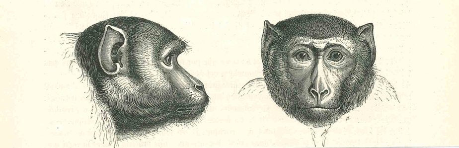 Paul Gervais, The Monkeys, Lithograph, 1854-ZCI-1165390