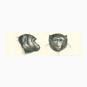 Paul Gervais, The Monkeys, Lithograph, 1854-ZCI-1165390