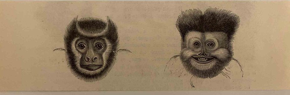 Paul Gervais, The Monkeys, Original Lithograph, 1854-ZCI-1225915