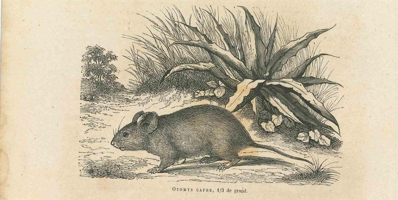 Paul Gervais, The Mouse, 1854, Lithograph-ZCI-1165551