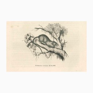 Paul Gervais, The Mouse, 1854, Lithograph-ZCI-1165519