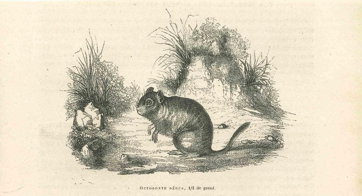 Paul Gervais, The Mouse, Original Lithograph, 1854-ZCI-1164693