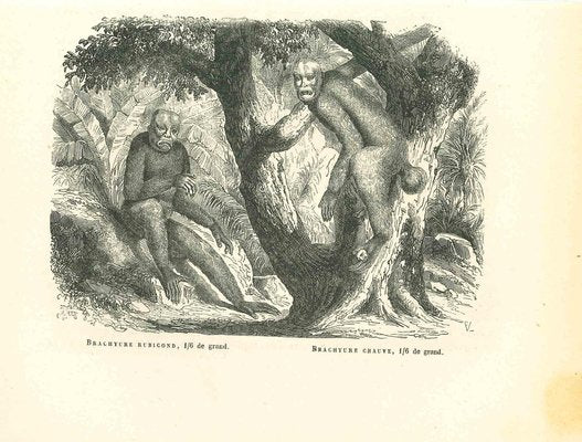 Paul Gervais, The Orangutan, 1854, Lithograph-ZCI-1165394