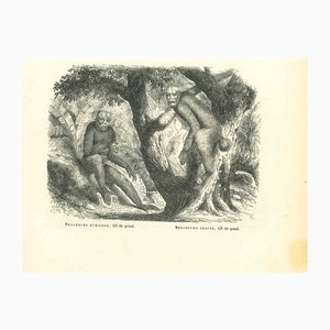 Paul Gervais, The Orangutan, 1854, Lithograph-ZCI-1165394