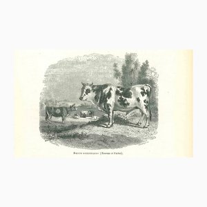 Paul Gervais, The Ox, 1854, Lithograph-ZCI-1165330