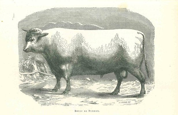 Paul Gervais, The Ox, Lithograph, 1854-ZCI-1165336