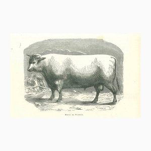 Paul Gervais, The Ox, Lithograph, 1854-ZCI-1165336