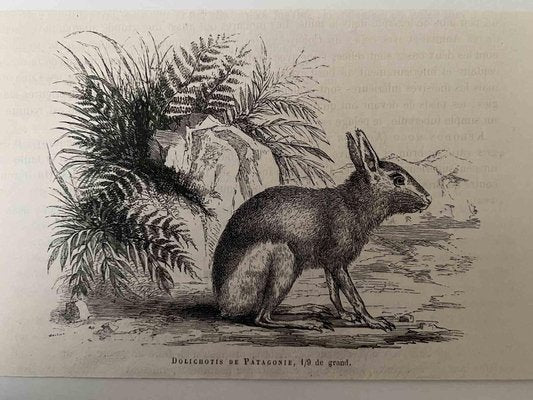 Paul Gervais, The Rabbit, Lithograph, 1854-ZCI-1758922