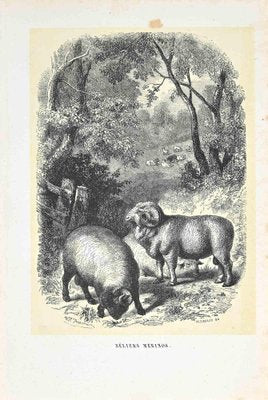 Paul Gervais, The Rams, Original Lithograph, 1854-ZCI-1164713