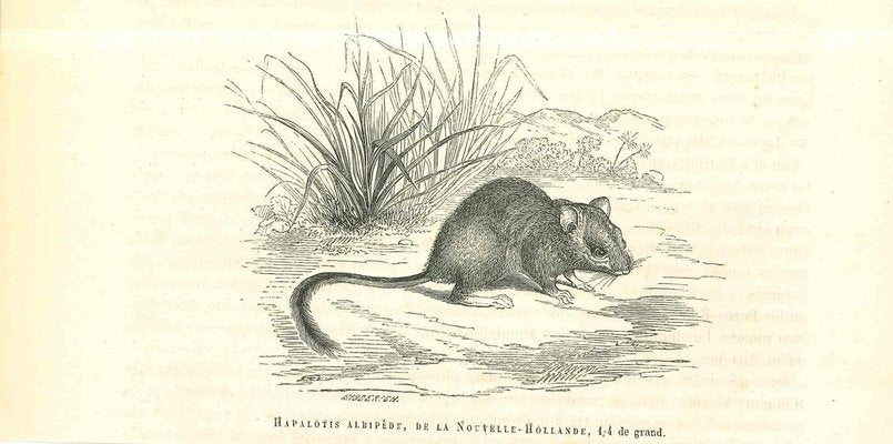 Paul Gervais, The Rat, Original Lithograph, 1854-ZCI-2025024