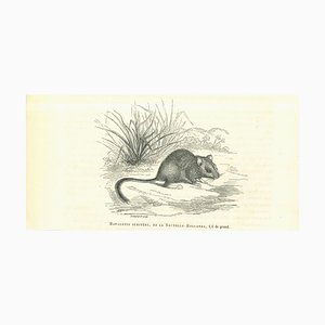 Paul Gervais, The Rat, Original Lithograph, 1854-ZCI-2025024