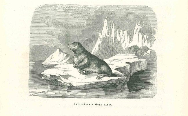 Paul Gervais, The Seal, Original Lithograph, 1854-ZCI-2024868