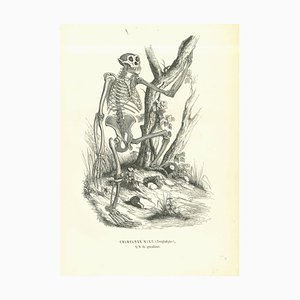 Paul Gervais, The Skeleton, Lithograph, 1854-ZCI-1758924