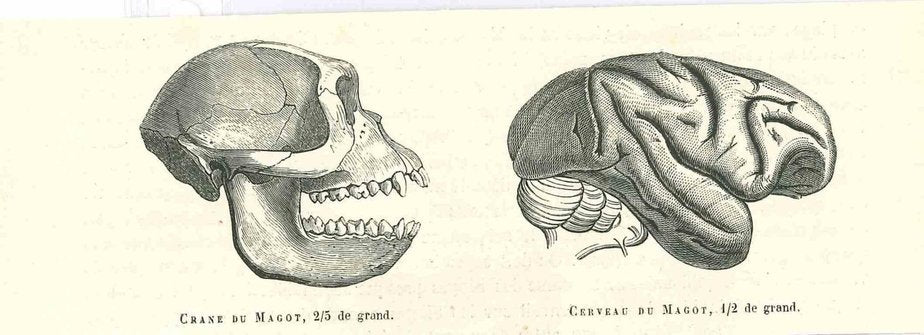 Paul Gervais, The Skull and Brain of an Ape, Original Lithograph, 1854-ZCI-2024869