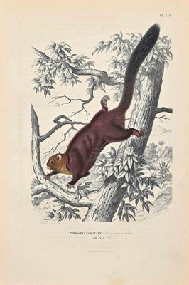 Paul Gervais, The Squirrel, Original Lithograph, 1854-ZCI-1163552