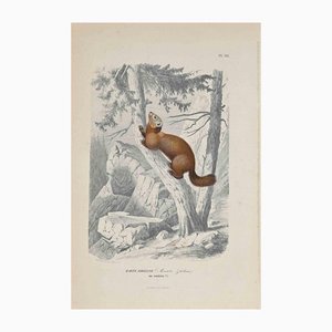 Paul Gervais, The Squirrel, Original Lithograph, 1854-ZCI-1163557