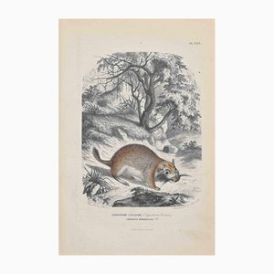 Paul Gervais, Viscacha, Lithograph, 1854-ZCI-1164506