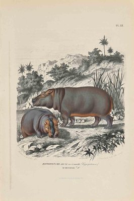 Paul Gervais, Young Hippopotamus, Original Lithograph, 1854-ZCI-1164652