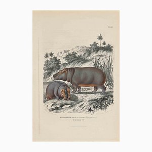 Paul Gervais, Young Hippopotamus, Original Lithograph, 1854-ZCI-1164652