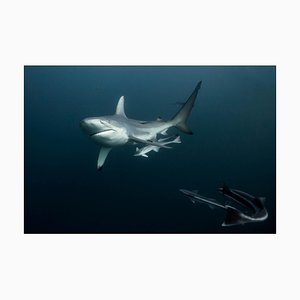 Peaceful Strength Sharks, 2017, Limited Fine Art Print-OBQ-1320835