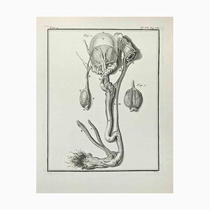 Pierre Francois Basan after Founan, Anatomy of Animals, Etching, 1771-ZCI-2030083