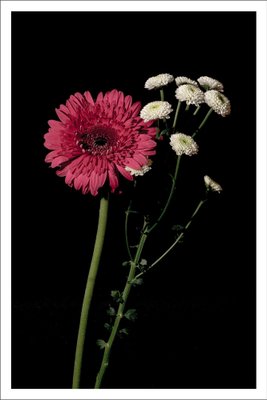 Pink and White Delicate Flowers on Black Background, Giclée Print, 2021-RWC-1451973