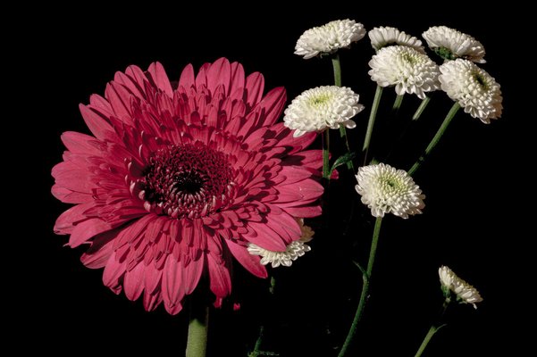 Pink and White Delicate Flowers on Black Background, Giclée Print, 2021-RWC-1451973